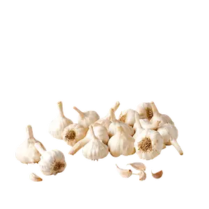 Garlic