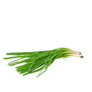 Spring Onion