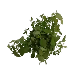 Sunberry Leaves/Manathakkali Keerai