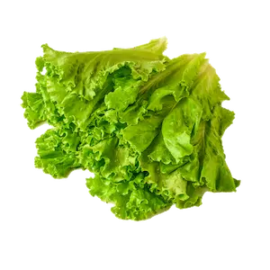 Leafy Green Lettuce - Greenhouse grown