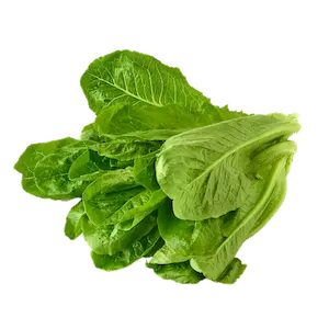 Romaine Lettuce - Greenhouse grown