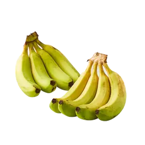 Banana Robusta