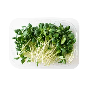 Sunflower Shoots Microgreens