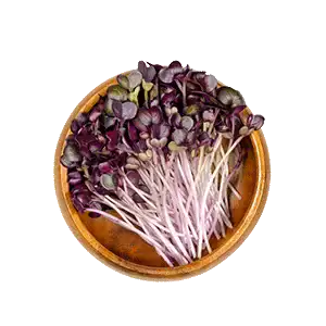 Purple Radish Microgreens