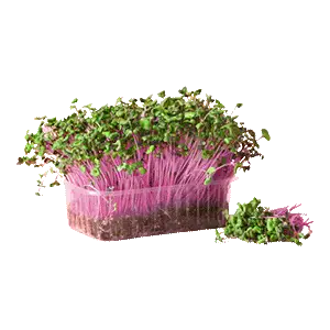Pink Radish Microgreens