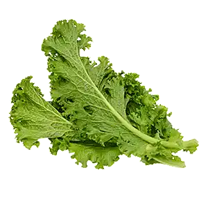 Mustard Leaves (Sarson) - Greenhouse grown