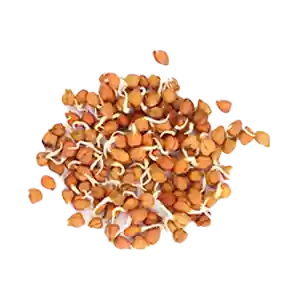 Brown Chenna Sprouts