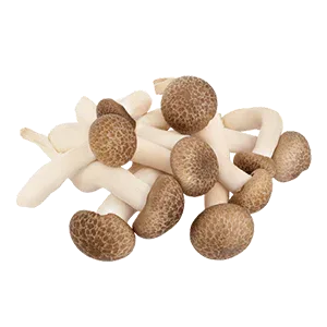 Shimeji Brown Mushroom