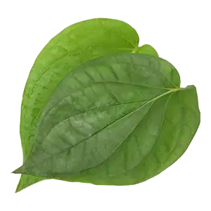 Betel Leaf
