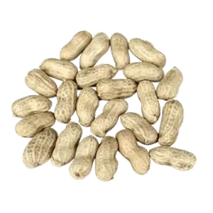 Fresh Groundnut