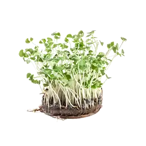 Basil Microgreens