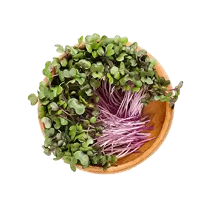 Red Cabbage Microgreens