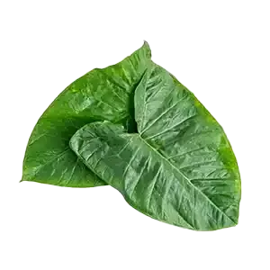 Kesuvina Ele (Arbi Patta)