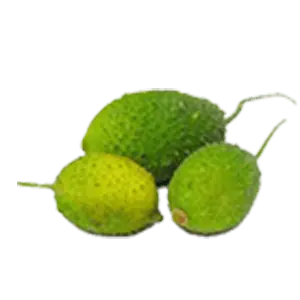 Spiny Gourd/Forest Bittergourd
