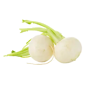 White Turnip