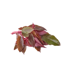 Red Amaranthus