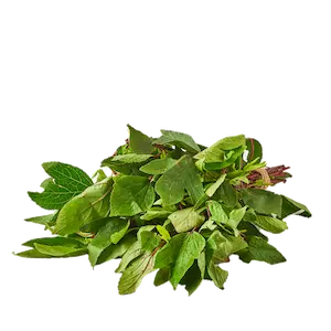 Gongura - Greenhouse grown