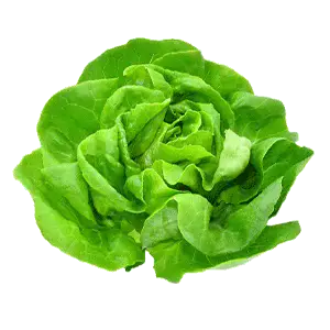 Butter Head Lettuce
