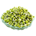 Green Gram Sprouts
