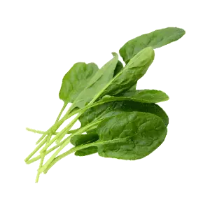 Baby Spinach