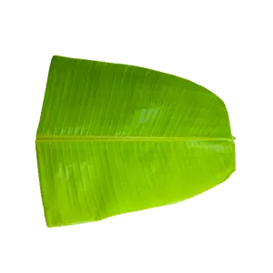 Banana Leaf