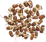 Red Cowpea Beans Sprouts