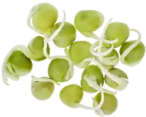 Green Pea Sprouts