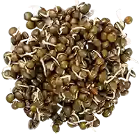 Black Gram Sprouts
